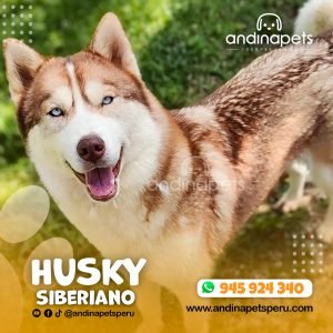 HUSKY SIBERIANO