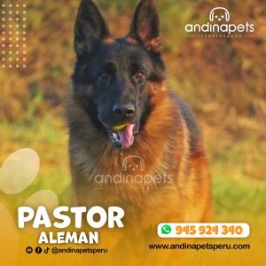 PASTOR ALEMAN
