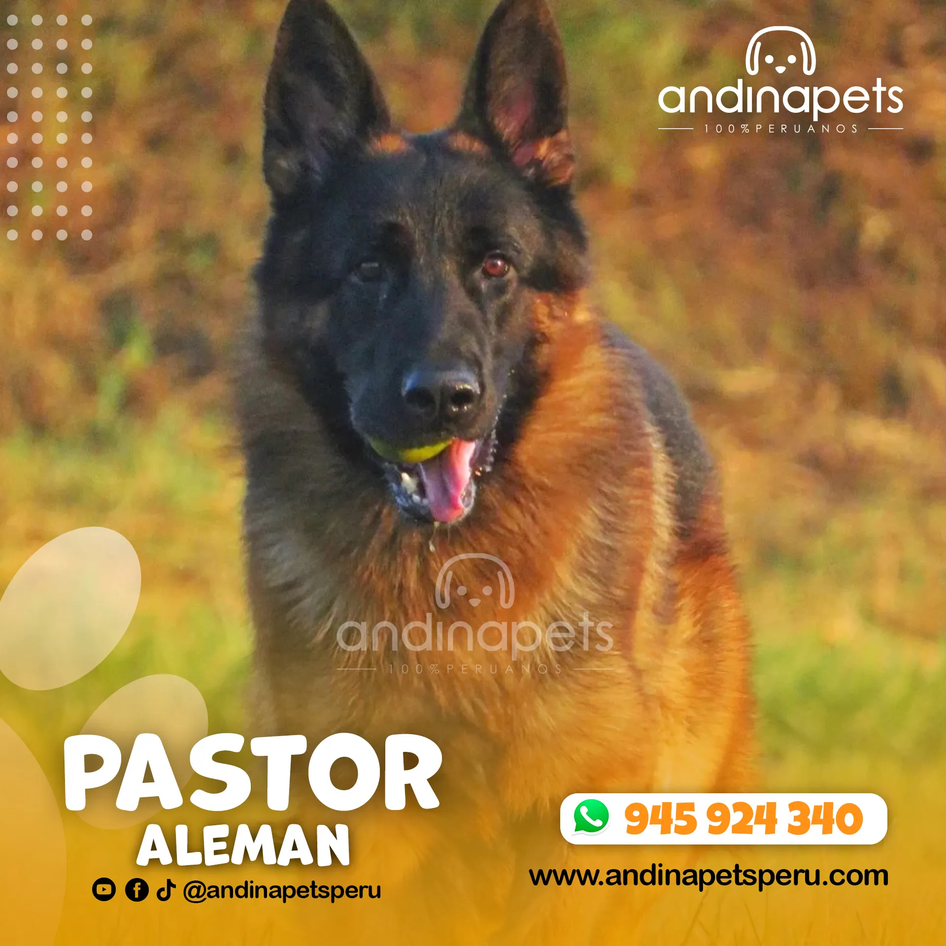 PASTOR ALEMAN