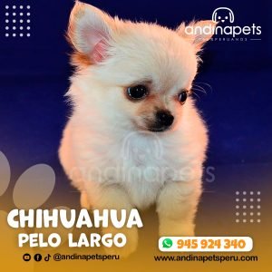 CHIHUAHUA PELO LARGO
