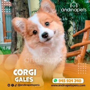 CORGI GALES