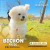 BICHON FRISE