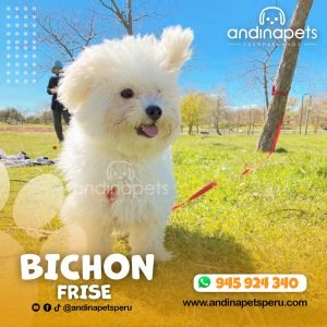 BICHON FRISE