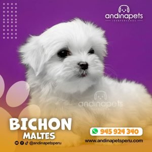 BICHON MALTES