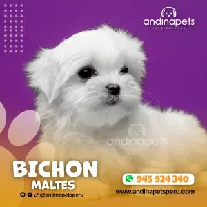 BICHON MALTES