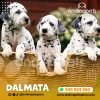 DALMATA