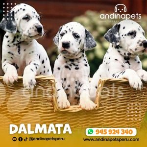 DALMATA