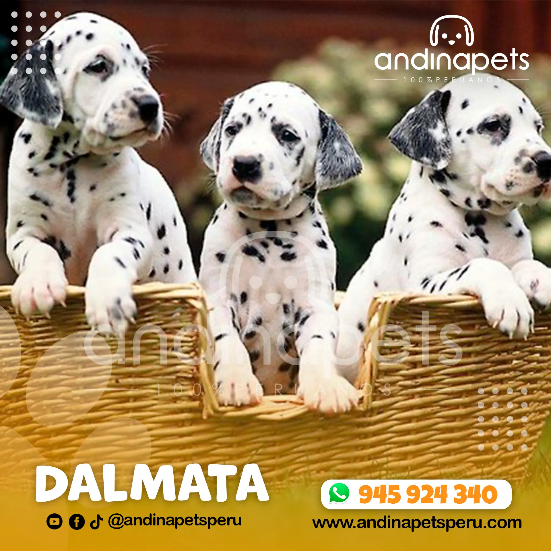 DALMATA