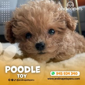 POODLE TOY