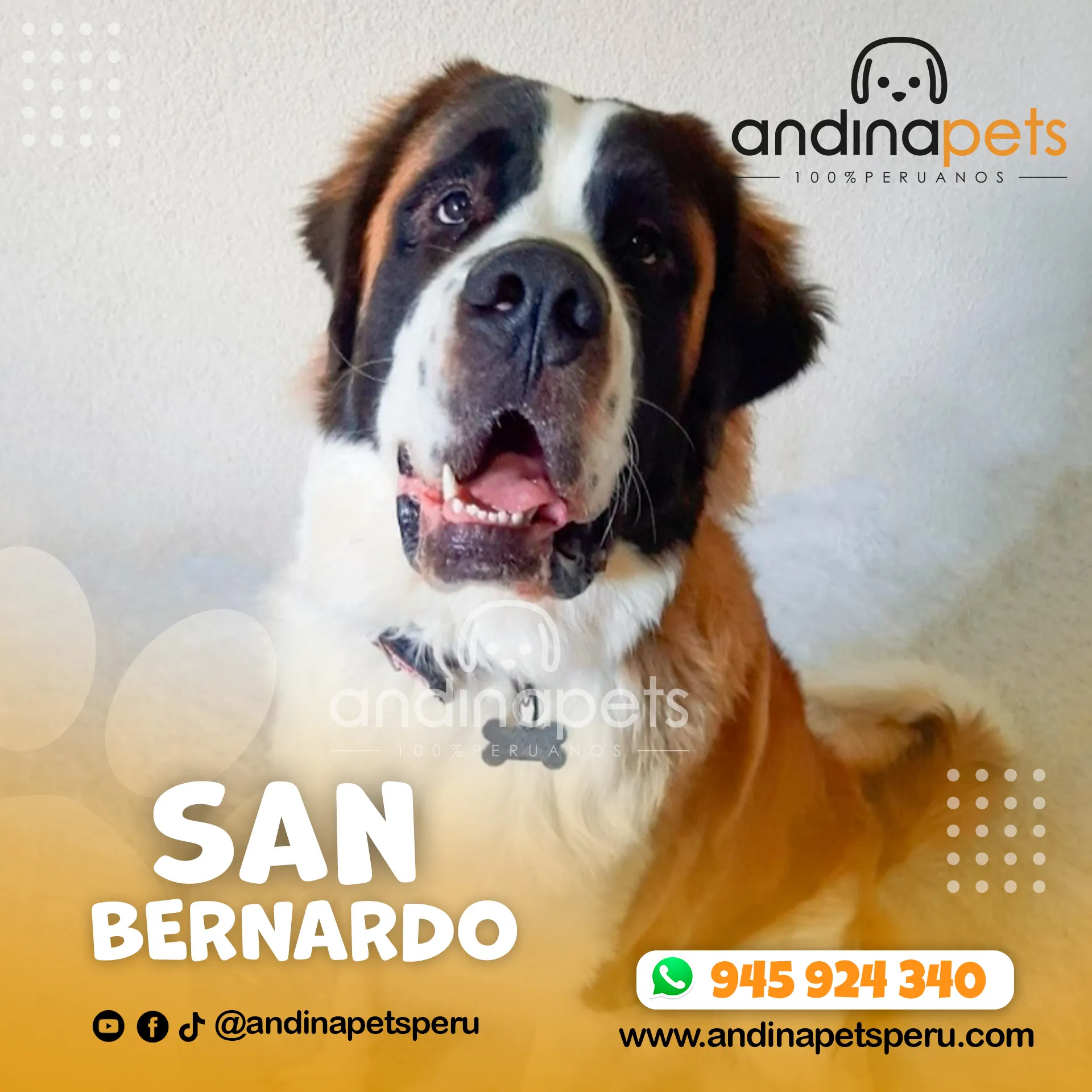 SAN BERNARDO - Imagen 6