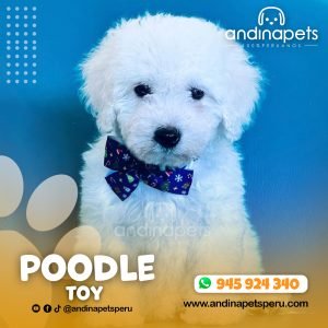 POODLE TOY BLANCO