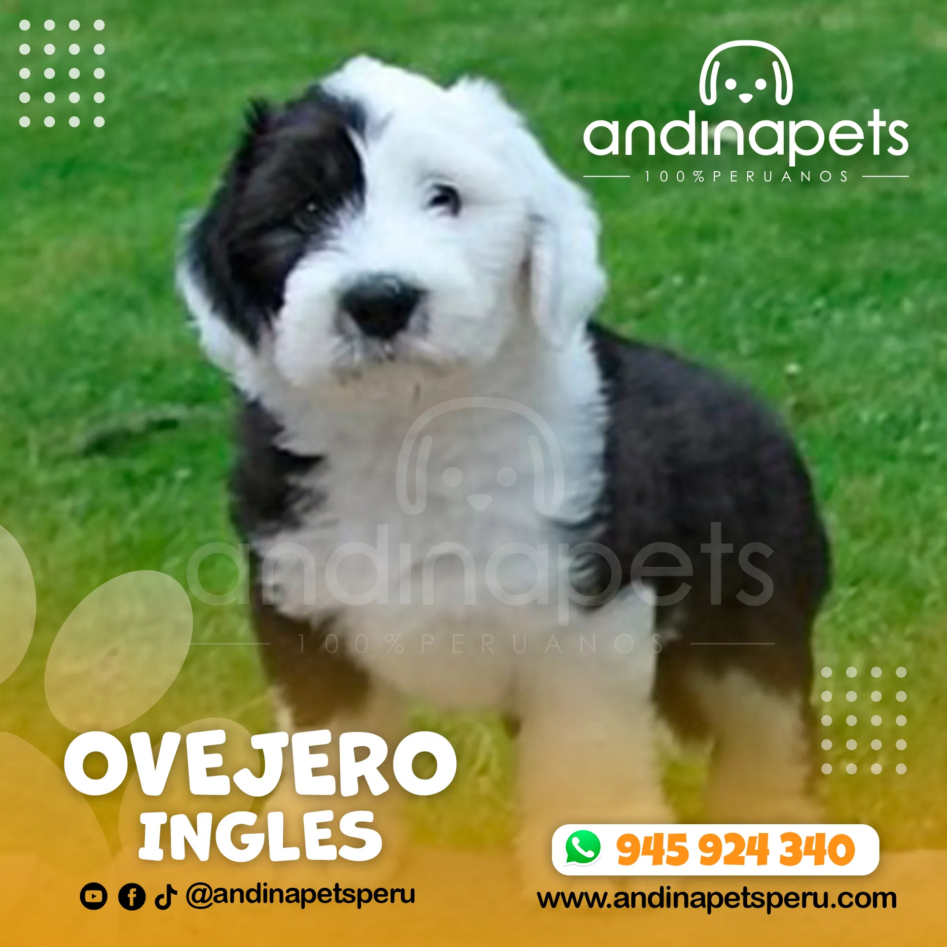 OVEJERO INGLES - Imagen 3