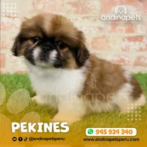 Alternative view of PEKINES