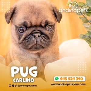 PUG CARLINO