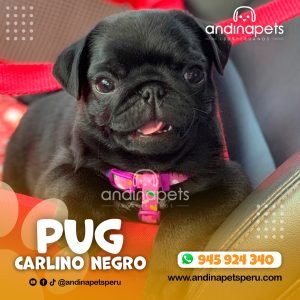 PUG CARLINO NEGRO
