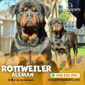 ROTTWEILER ALEMÁN