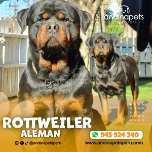 ROTTWEILER ALEMÁN