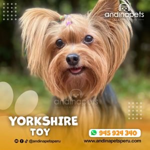 YORKSHIRE TOY