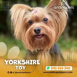 YORKSHIRE TOY