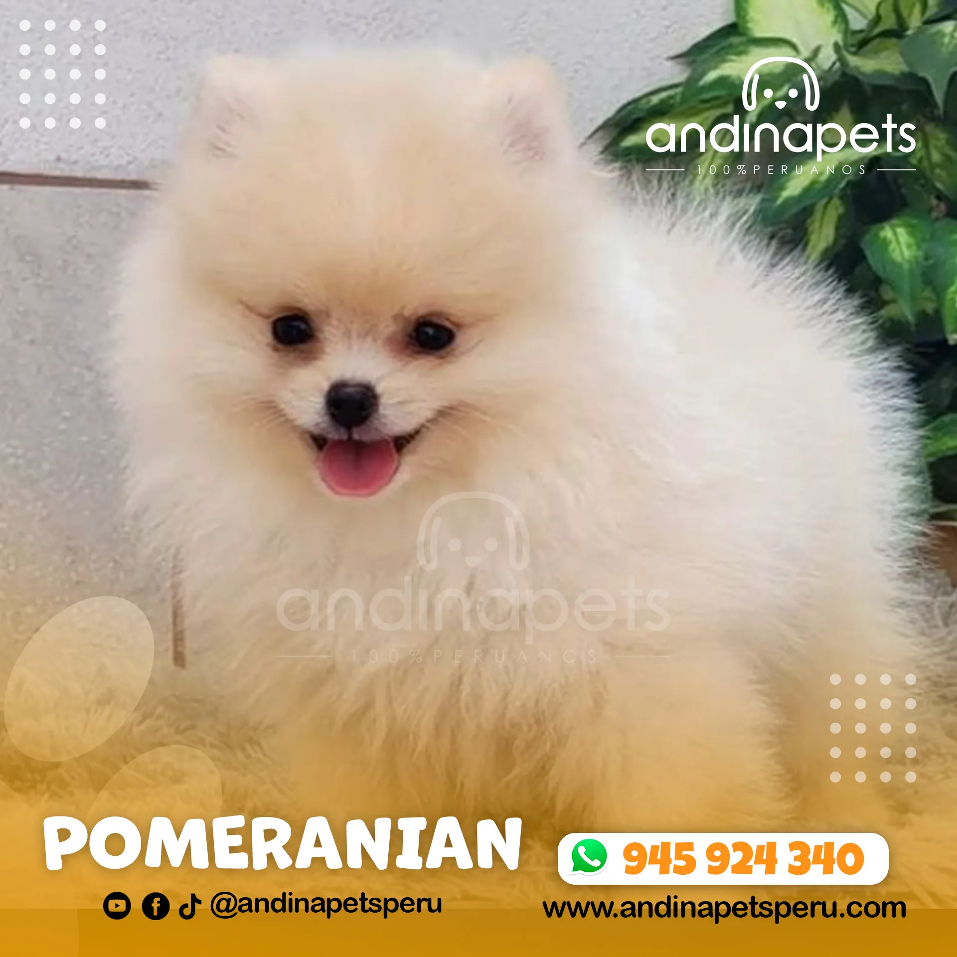 POMERANIAN - Imagen 6
