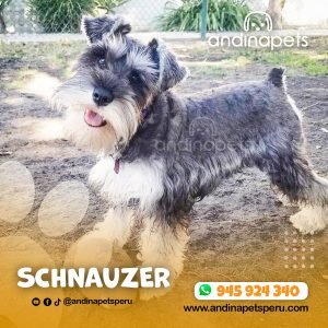 SCHNAUZER
