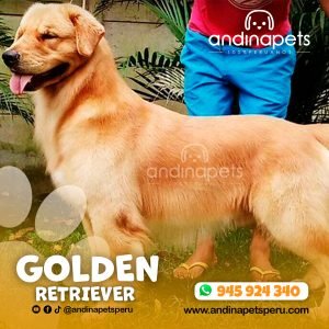 GOLDEN RETRIEVER