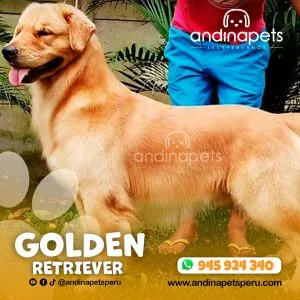 GOLDEN RETRIEVER