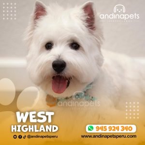 WEST HIGHLAND