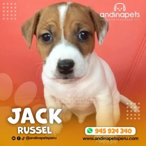 JACK RUSSEL