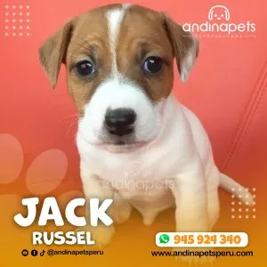 JACK RUSSEL