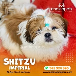 SHIHTZU IMPERIAL