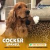 COCKER SPANIEL