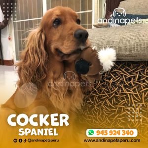 COCKER SPANIEL