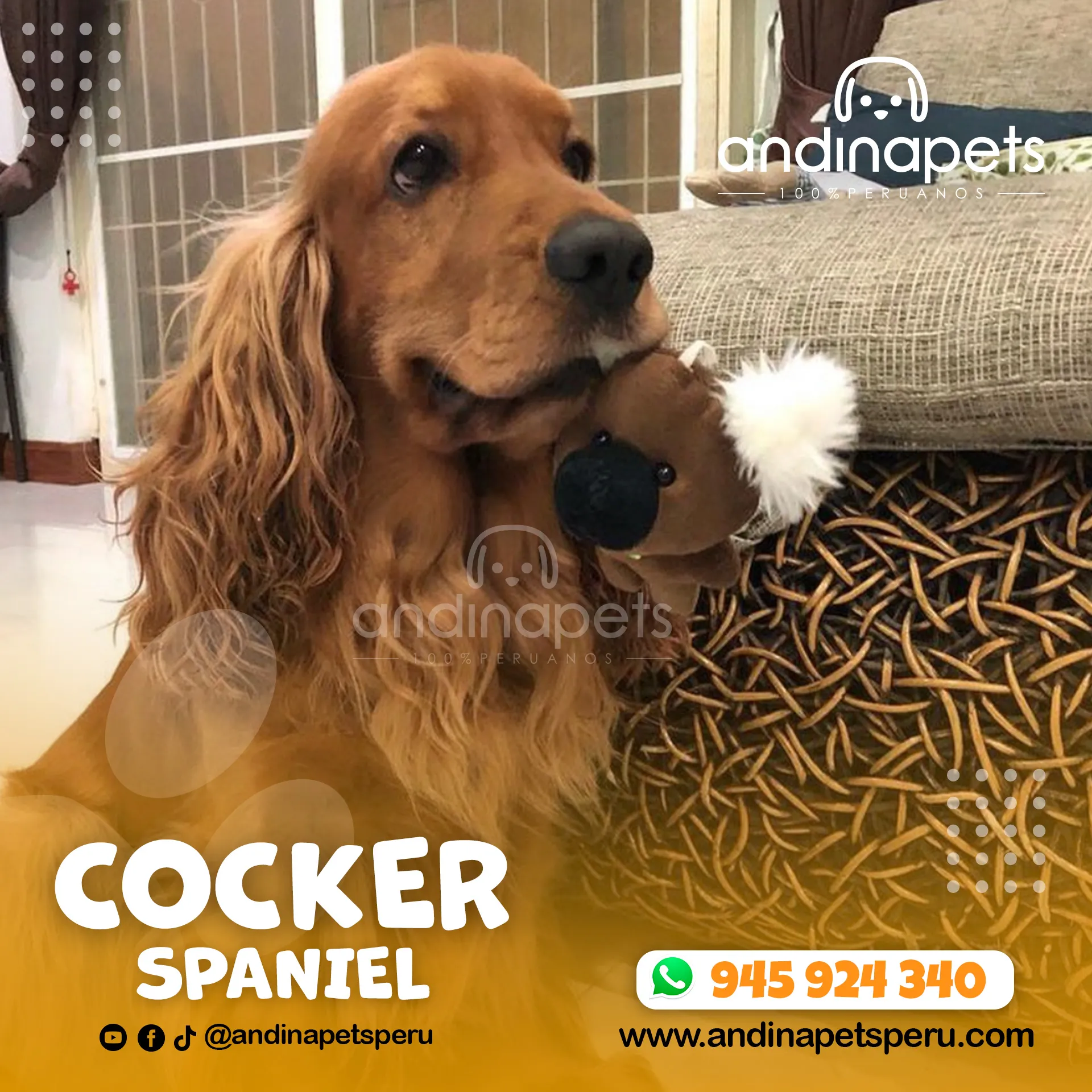 COCKER SPANIEL
