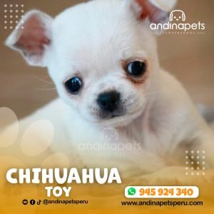 CHIHUAHUA TOY