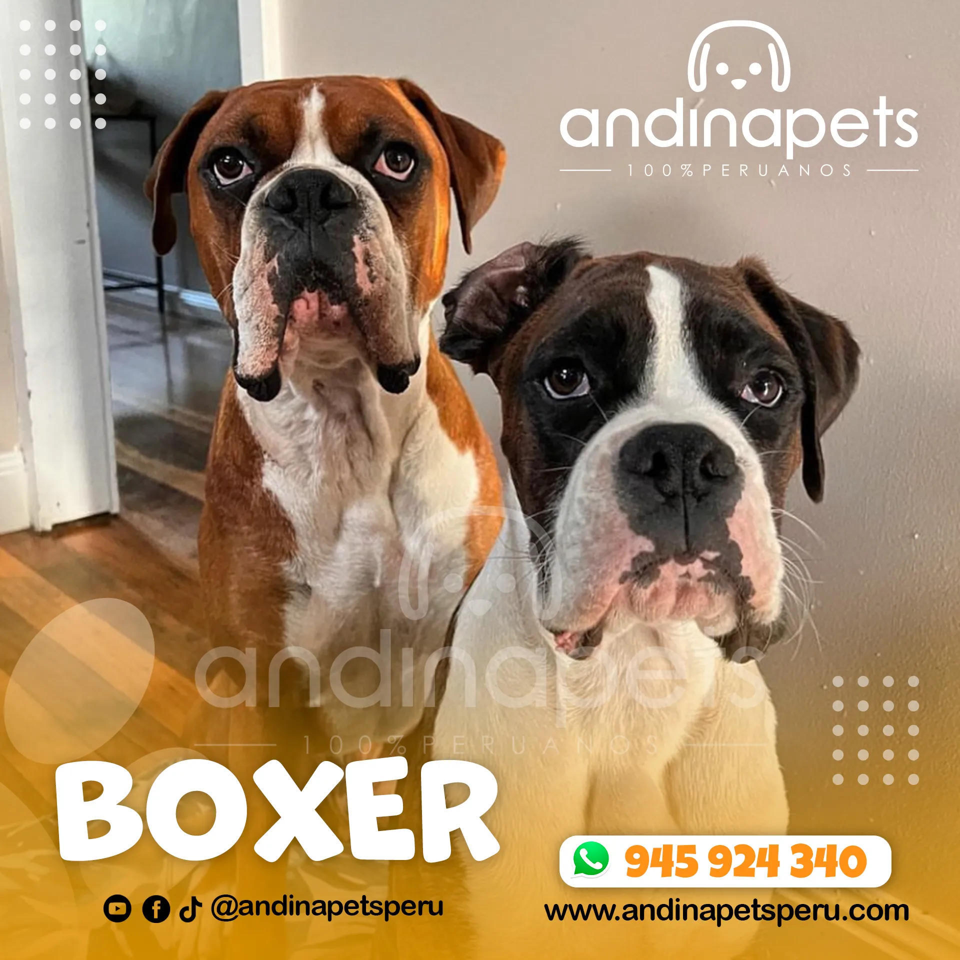 BOXER - Imagen 6