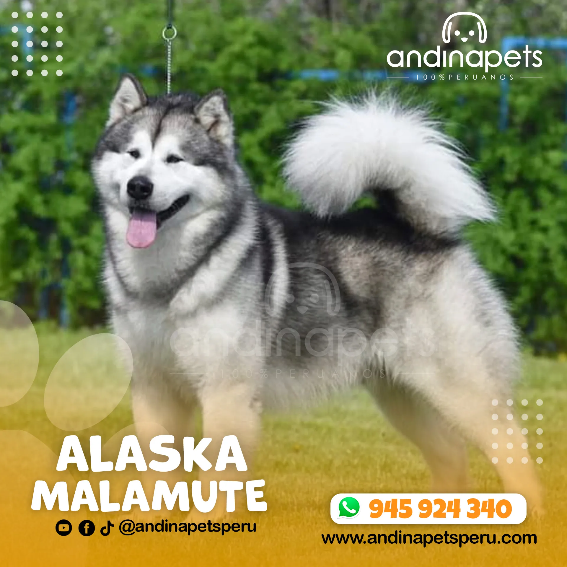 ALASKA MALAMUTE - Imagen 7