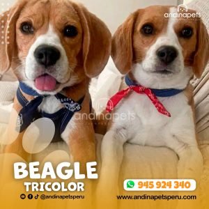 BEAGLE TRICOLOR