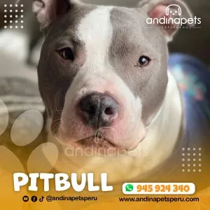 Alternative view of PITBULL