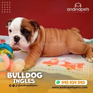 BULLDOG INGLES
