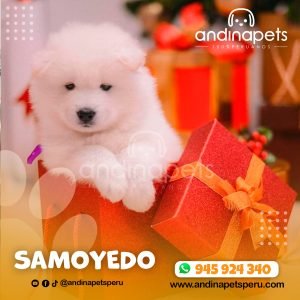 SAMOYEDO