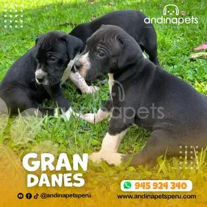 Alternative view of GRAN DANES
