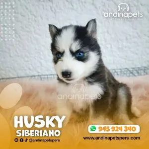 Alternative view of HUSKY SIBERIANO