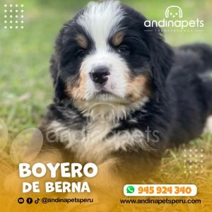 BOYERO DE BERNA