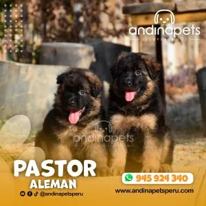 Alternative view of PASTOR ALEMAN