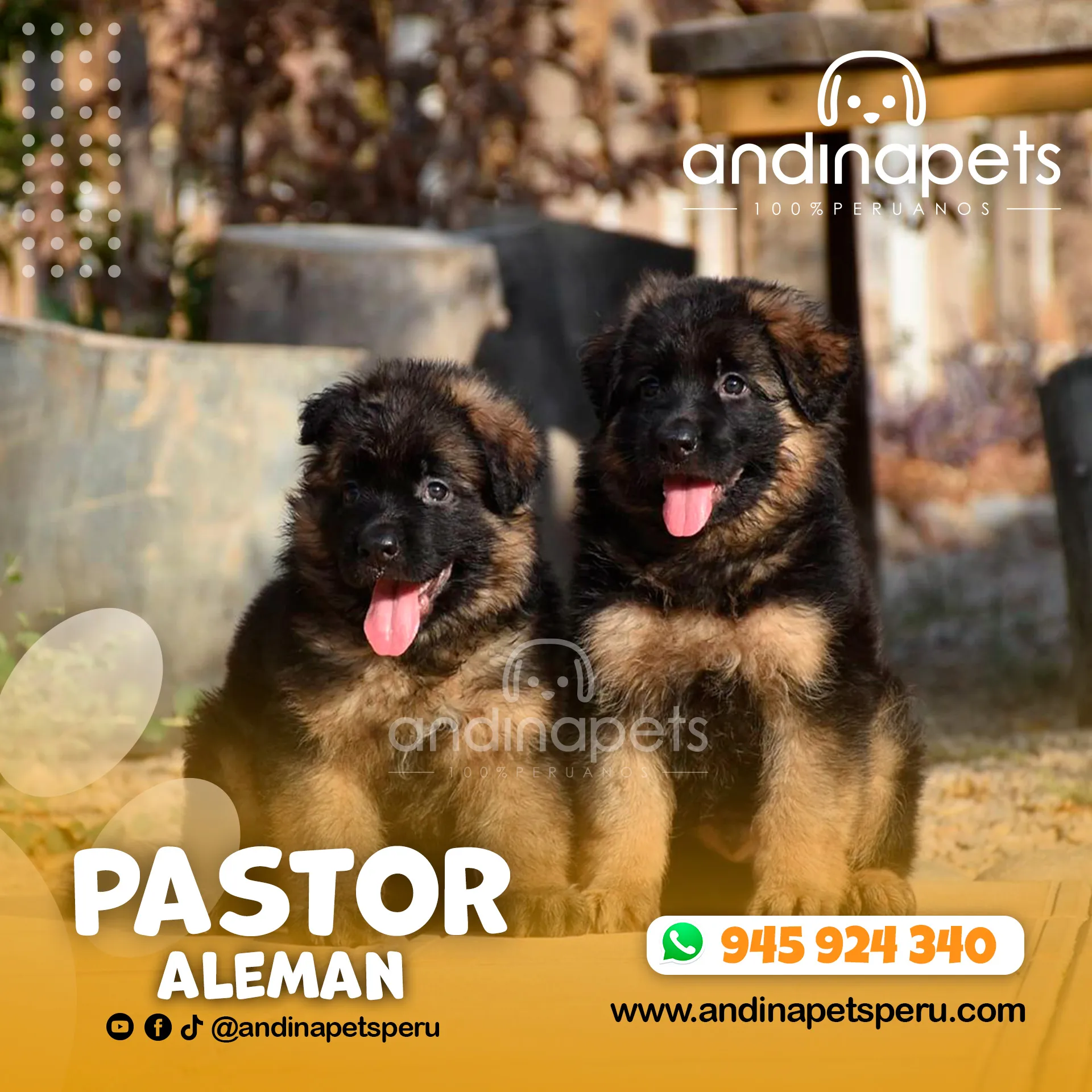 PASTOR ALEMAN - Imagen 2