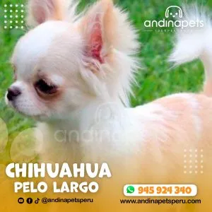 Alternative view of CHIHUAHUA PELO LARGO