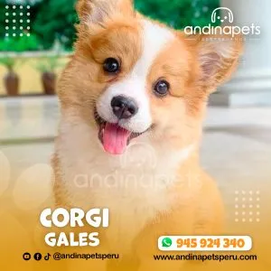 Alternative view of CORGI GALES