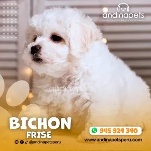 Alternative view of BICHON FRISE
