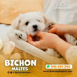 Alternative view of BICHON MALTES
